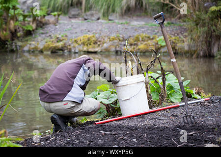 A gardener works away weeding the gardens surrounding a lake in the Christchurch Botanical Gardens, New Zealand Stock Photo