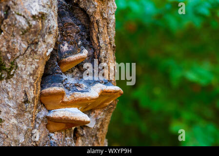 Chaga mushroom or Inonotus obliquus on the trunk of a tree on a background of green summer foliage Stock Photo