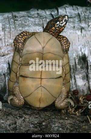 Three-toed Box Turtle Stock Photo - Alamy