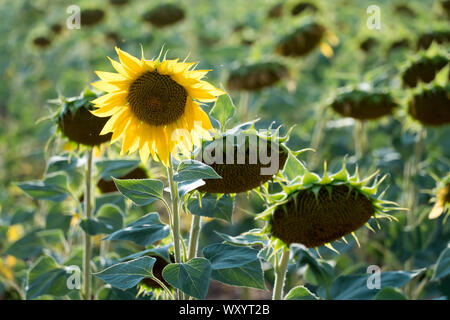 sunflower on a farm field, backlit by sunset; concept of standing out from the crowd. Stock Photo