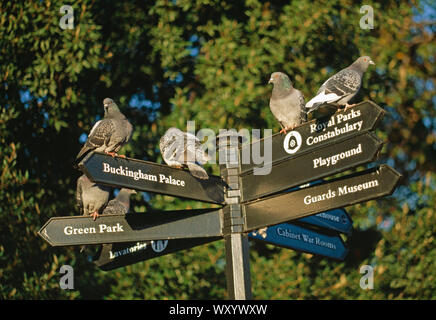 FERAL PIGEONS  Columba livia on fingerpost in Saint James's Park,  Westminster, London. Warming up in the early morning sunlight. Stock Photo