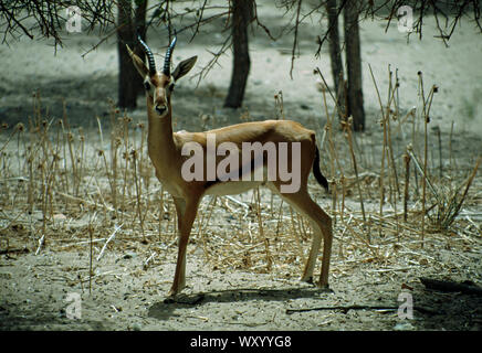 RED-FRONTED GAZELLE Gazella rufifrons (in captivity)  Senegal, western Africa Stock Photo