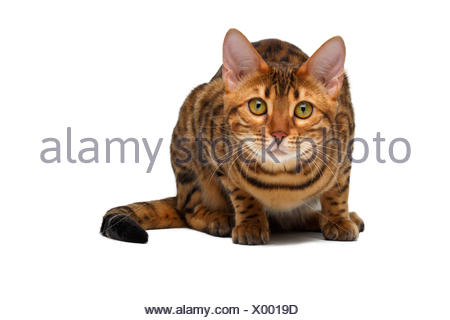 bengal cat crouched Stock Photo: 82768311 - Alamy
