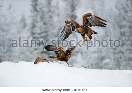Golden Eagles Aquila chrysaetos fighting over food Finland winter