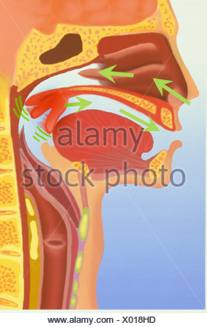 SNORING, ILLUSTRATION Stock Photo: 49163422 - Alamy