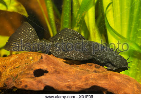 Blue-chin Ancistrus, Blue-chin Xenocara, Bushymouth Catfish, Gold 