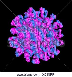 mouth computer problem foot model Molecular mouth and Foot disease virus. of the