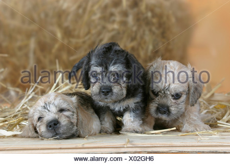 Three Dandie Dinmont terrier dogs on vulnerable native ...