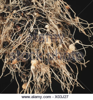 Root knot nematode (Meloidogyne sp.) swollen knots on a lettuce root ...