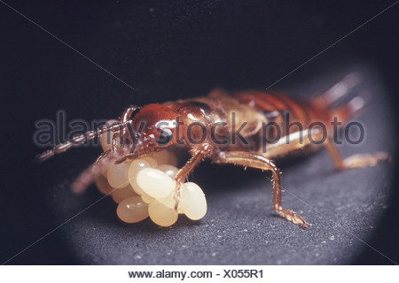 European earwig eggs Stock Photo: 43671075 - Alamy