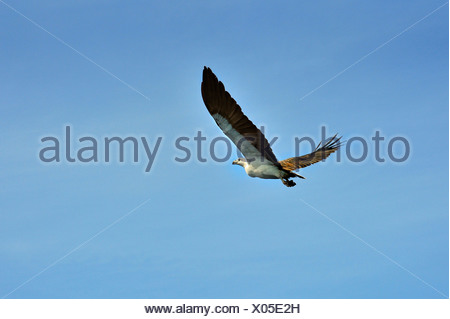 White-bellied Sea Eagle (Haliaeetus leucogaster), Raja Ampat, West Papua, Indonesia