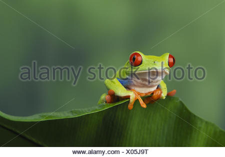 Red-eyed Tree Frog