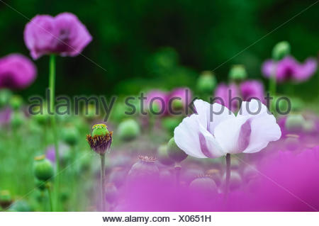 Poppy white and purple
