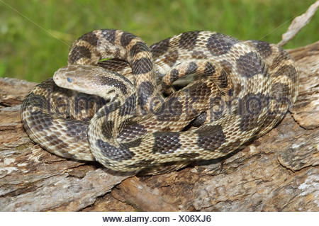 Western fox snake, Elaphe vulpina Pantherophis vulpinus, Michigan Stock ...