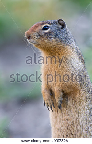 Columbian ground squirrel (Spermophilus columbianus), Glacier National Park, Montana, USA.