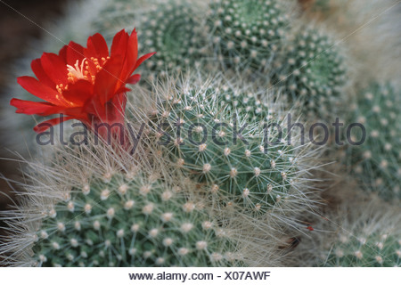A vibrant Rebutia senilis cactus in full bloom, showcasing its fiery red flowers and fuzzy white spines.