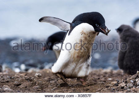 Adelie Penguin (Pygoscelis adeliae) carrying stolen rock  
