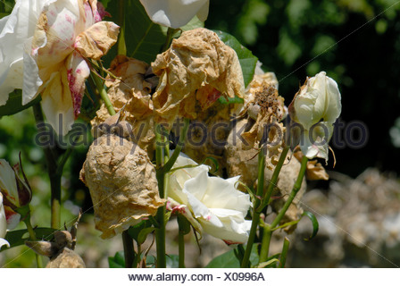 Rose flowers buds affected by grey mould Botrytis cinerea in damp Stock ...