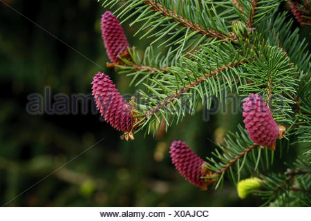 Norway Spruce Gemeine Fichte Rotfichte Stock Photo 276250645