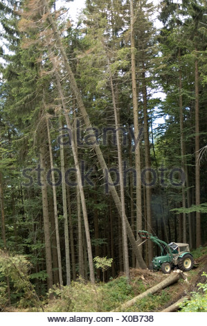 Holzarbeiten Im Wald Traktor Bei Holzfäller Arbeit Kippt Baum Um