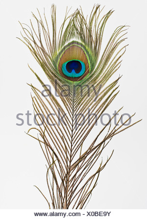 Close up of peacock feather