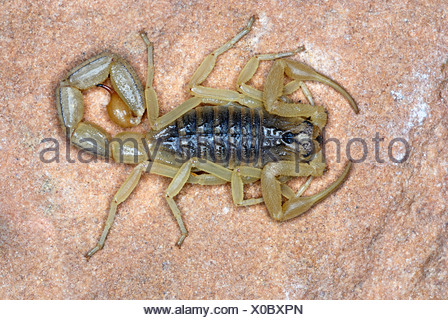 Indian red scorpion, BUTHIDAE, Hottentotta tamulus. Common. One of ...