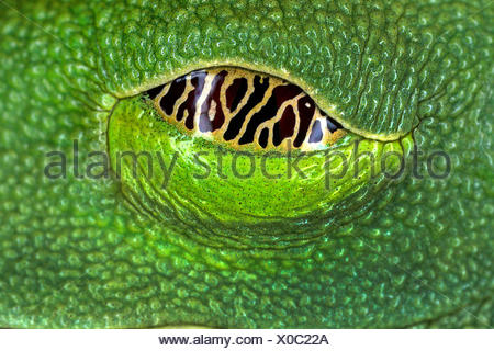 red-eyed treefrog, redeyed treefrog, redeye treefrog, red eye treefrog, red eyed frog (Agalychnis callidryas), eye, Seychelles