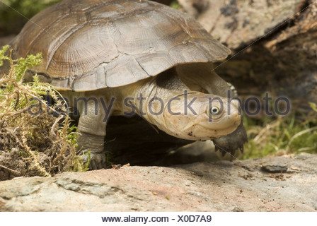 African helmeted turtle (Pelomedusa subrufa Stock Photo: 79847460 - Alamy