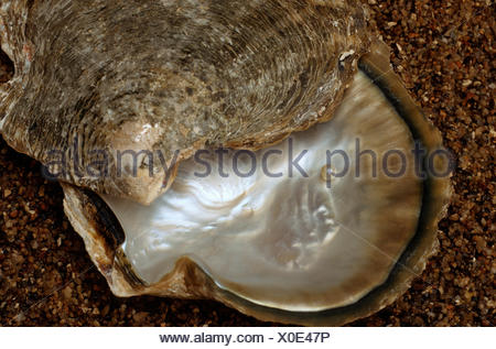 Pacific pearl-oyster, black-lipped pearl oyster, black-lip pearl Stock ...