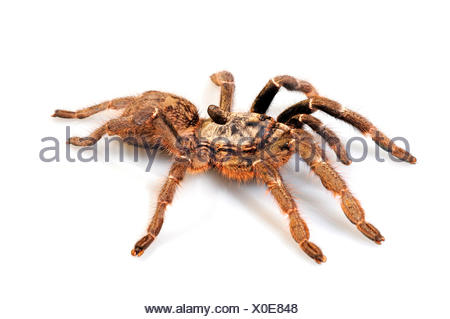 Horned baboon spider, African Rear-horned Baboon, Burst Horned Stock ...