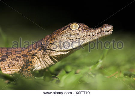 Portrait of a nile crocodile hatchling