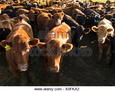 Livestock - Mixed Breed Beef Cattle Feeding On Silage At A Feedlot 