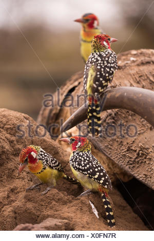 Animals skull Stock Photo: 135046016 - Alamy