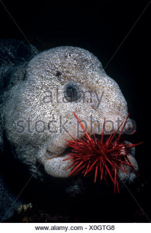 wolf eel eating wolf eel eating