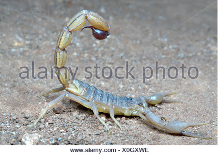Indian red scorpion, BUTHIDAE, Hottentotta tamulus. Common. One of the ...