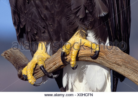 Close up of the feet and talons of a bald eagle (Haliaetus Stock Photo ...