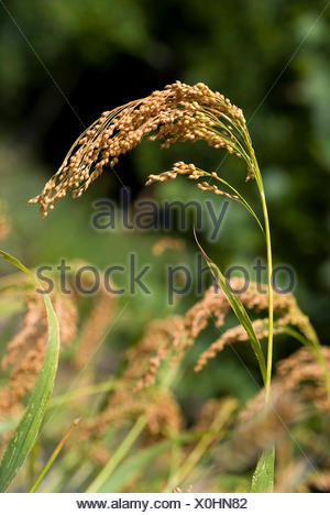 common millet, European millet, wild-proso millet (Panicum Stock Photo ...