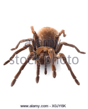 T. blondi Tarantula Stock Photo: 91558029 - Alamy