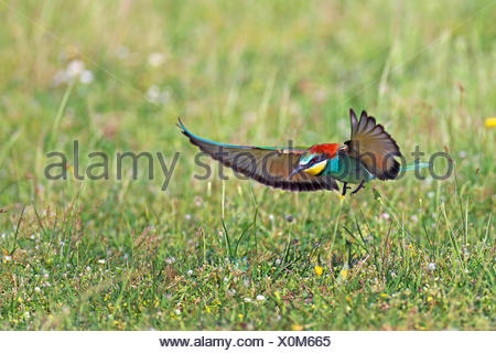 European bee eater (Merops apiaster), flying, landing on grass, Greece, Evrosdelta