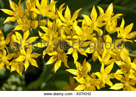 golden garlic, Allium moly Stock Photo: 70089589 - Alamy