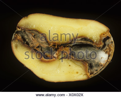 Gangrene or phoma on potato tuber Stock Photo: 3730973 - Alamy