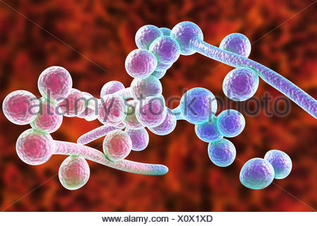 Candida albicans yeast and hyphae stages, computer illustration. A ...