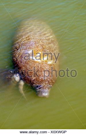 Manatee boat propeller strike injury injuries scars scar Florida Stock ...