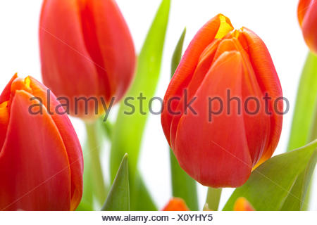 Schöne frische rote Tulpen als Blumenstrauß zu ostern und Valentinstag isoliert