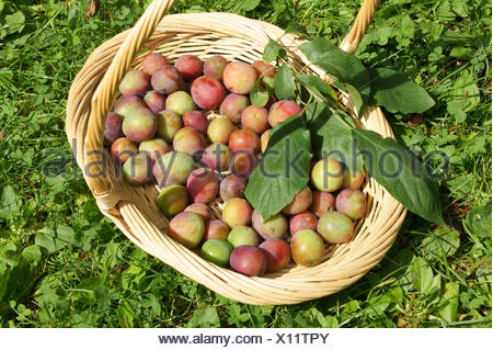 greengage blossom alamy plums prunus domestica