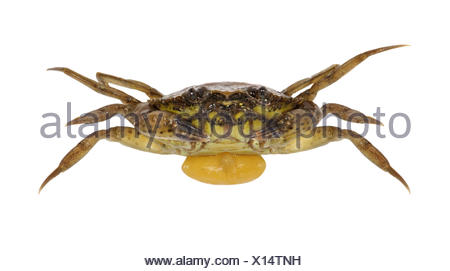Green Shore Crab - Carcinus maenas infected with parasitic barnacle ...