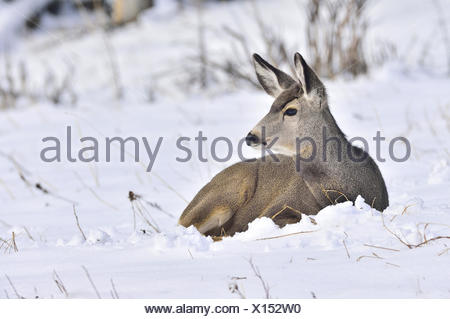 A female mule deer, Odocoileus hemionus, laying in the fresh snow in rural Alberta Canada
