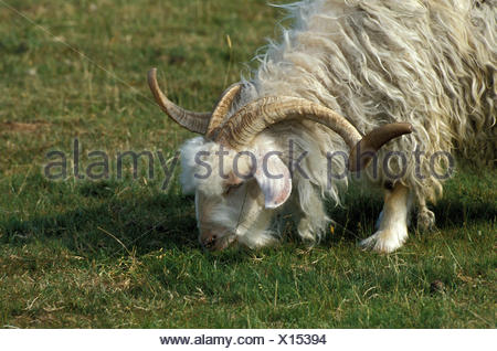 Angora Goat, Breed producing Mohair Wool, Billy-goat with long Horns ...