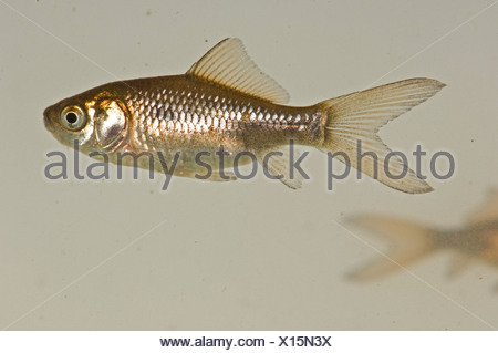 brown gold fish