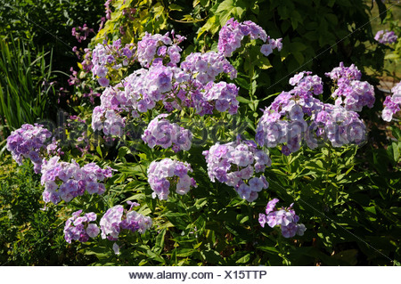 Phlox paniculata Sternenhimmel Stock Photo - Alamy